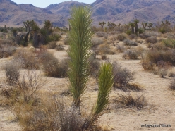 Joshua Tree National Park. Mojave desert. Young Joshua Tree (Yucca brevifolia)