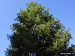 Los Angeles. Descanso Gardens. California redwood (Sequoia sempervirens) (2)