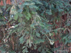Los Angeles. Descanso Gardens. California redwood (Sequoia sempervirens) (3)