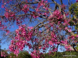 Los Angeles. Descanso Gardens. Pink floss-silk tree (Ceiba speciosa)