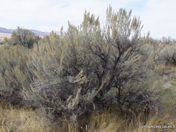 Central Utah steepe. Big sagebrush. (Artemisia tridentata) (3)