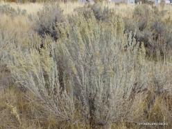 Central Utah steepe. Big sagebrush. (Artemisia tridentata) (4)