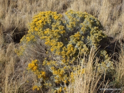 Great Salt Lake. Rubber rabbitbrush. (Ericameria nauseosa) (3)