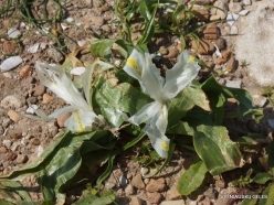 Habonim Beach Nature Reserve. Palestine Iris (Iris (Juno) palaestina)