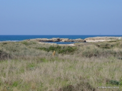 Habonim Beach Nature Reserve. Sharon Plain vegetation (batha) (5)