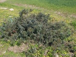 Hof Dor. Mastic (Pistacia lentiscus) (4)