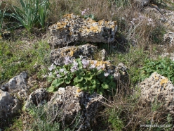 Hof Dor. Persian Cyclamen (Cyclamen persicum) (4)