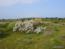 Near Netanya. Iris reserve (28)