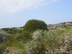 Near Netanya. Iris reserve (30)