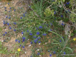 Near Netanya. Iris reserve. Alkanet (Alkanna tinctoria) (2)