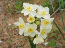 Near Netanya. Iris reserve. Bunchflower daffodil (Narcissus tazetta) (2)