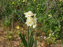 Near Netanya. Iris reserve. Bunchflower daffodil (Narcissus tazetta) (3)