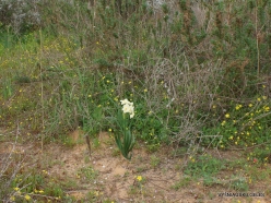 Near Netanya. Iris reserve. Bunchflower daffodil (Narcissus tazetta)