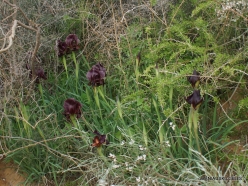 Near Netanya. Iris reserve. Coastal Iris (Iris atropurpurea) (10)