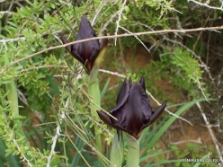 Near Netanya. Iris reserve. Coastal Iris (Iris atropurpurea) (11)