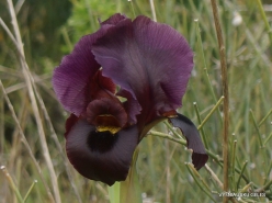 Near Netanya. Iris reserve. Coastal Iris (Iris atropurpurea) (13)