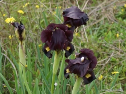 Near Netanya. Iris reserve. Coastal Iris (Iris atropurpurea) (14)