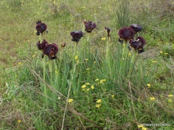 Near Netanya. Iris reserve. Coastal Iris (Iris atropurpurea) (15)
