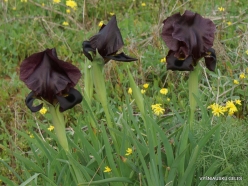 Near Netanya. Iris reserve. Coastal Iris (Iris atropurpurea) (18)