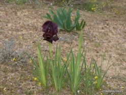 Near Netanya. Iris reserve. Coastal Iris (Iris atropurpurea) (2)