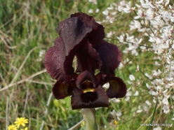 Near Netanya. Iris reserve. Coastal Iris (Iris atropurpurea) (23)