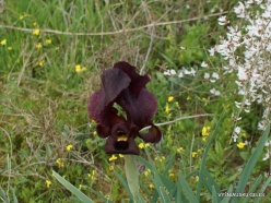 Near Netanya. Iris reserve. Coastal Iris (Iris atropurpurea) (7)