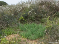 Near Netanya. Iris reserve. Coastal Iris (Iris atropurpurea) (8)