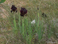 Near Netanya. Iris reserve. Coastal Iris (Iris atropurpurea)