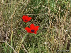 Near Netanya. Iris reserve. Crown Anemone (Anemone coronaria) (3)
