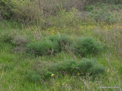 Near Netanya. Iris reserve. Giant fennel (Ferula communis) (2)