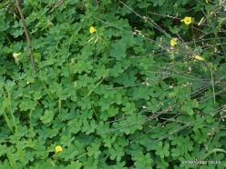 Near Netanya. Iris reserve. Nodding Wood-sorrel (Oxalis pes-caprae) (4)
