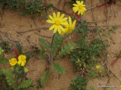 Near Netanya. Iris reserve. Spring Groundsel (Senecio vernalis) (2)