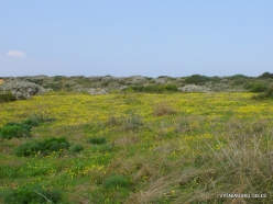 Near Netanya. Iris reserve. Spring Groundsel (Senecio vernalis) (3)