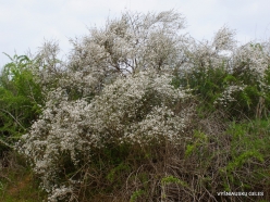 Near Netanya. Iris reserve. White Broom (Retama raetam) (4)