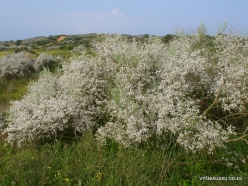 Near Netanya. Iris reserve. White Broom (Retama raetam) (5)