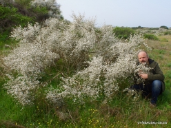 Near Netanya. Iris reserve. White Broom (Retama raetam) (6)