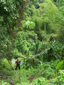 West Papua. Warkapi. Lowland rainforest (4)