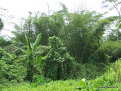 West Papua. Warkapi. Lowland rainforest (5)