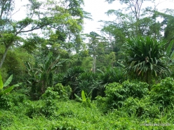 West Papua. Warkapi. Lowland rainforest (6)