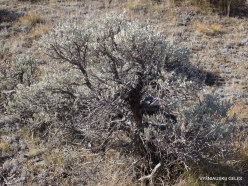 Grand Teton National Park. Big sagebrush. (Artemisia tridentata) (4)