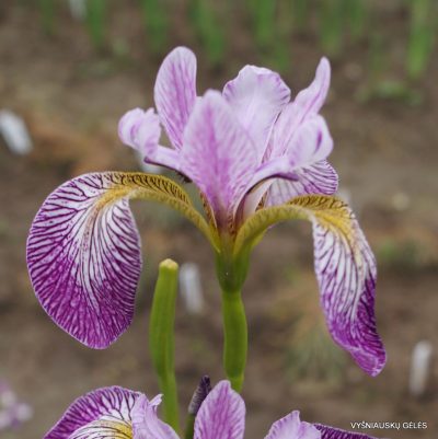 Iris versicolor ‘Rowden Cadenza’