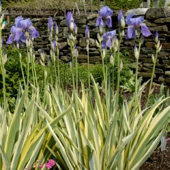 1-iris-palida-variegata