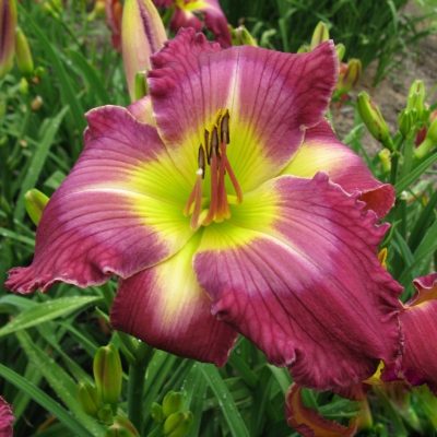 Daylily-Fantasma