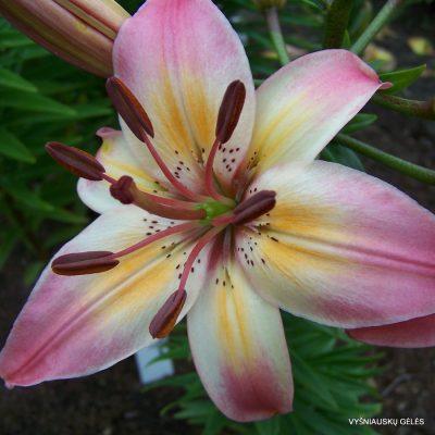 lily 'Tricolor'