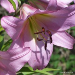 1-100_2920