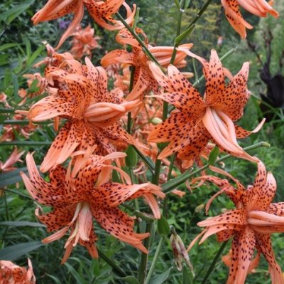 Lilium-lancifolium-Flore-Pleno