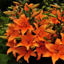 Lily-Brunella