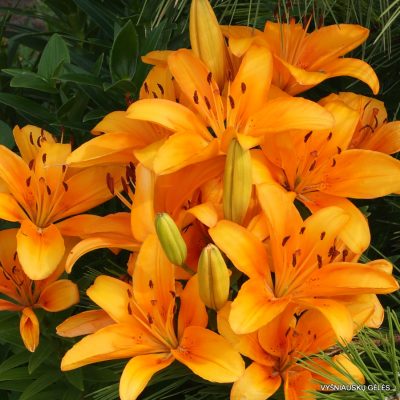 Lily-Compass