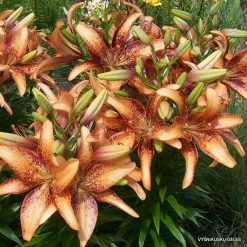 Lily-Kentucky