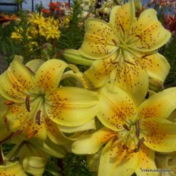 Lily-King-Pete